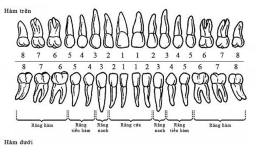 Cách đếm và đọc tên các loại răng