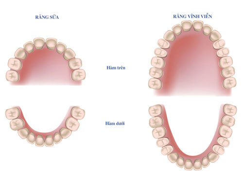 Phân biệt răng sữa và răng vĩnh viễn